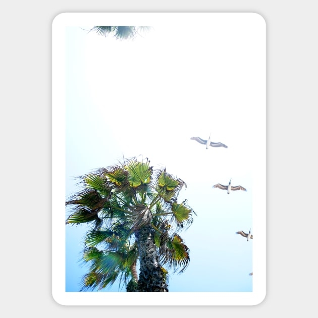 Dream-like Palm and Pelicans Flying Overhead Sticker by 1Redbublppasswo